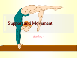 Support and Movement