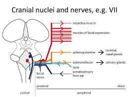 Cranial nuclei and nerves, e.g. VII