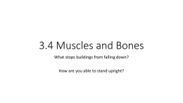 Y8-3.4-Muscles-and