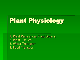 Water and Food Transport in Plants