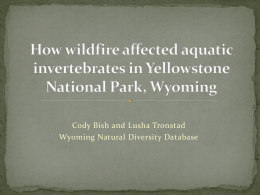 How wildfire affected aquatic invertebrates in Yellowstone National
