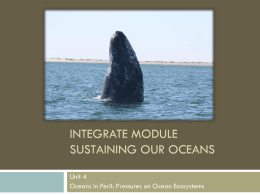 Gray Whales As Sentinels PowerPoint
