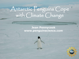 Adelie Penguins Cope with Global Climate Change.