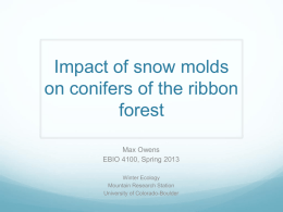 Impact of snow molds on conifers of the ribbon forest