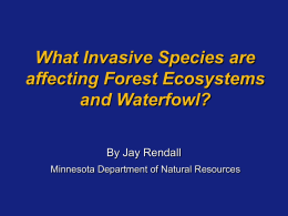 Invasive” Plants - MSU Department of Geography