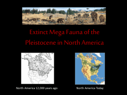 Mega Fauna of the Late Pleistocene in North America