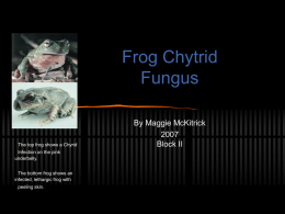 Maggie`s presentation about Frogs and Climate change