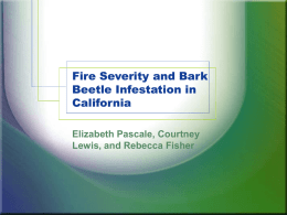 Fire Severity and Bark Beetle Infestation in California