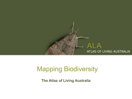 Banksia serrata - Atlas of Living Australia