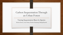 Carbon Sequestration Through an Urban Forest