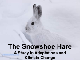 The Snowshoe Hare A Study in Adaptations and