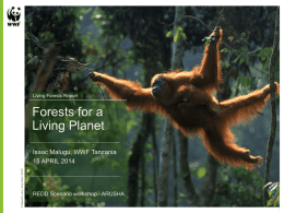 Living Forests and the REDD project