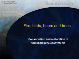 Whitebark pine decline