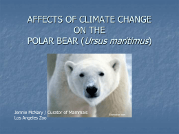 Polar Bears and Global Warming