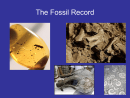 The Fossil Record - Porterville Unified School District