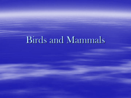 Birds and Mammals - Fort Thomas Independent Schools