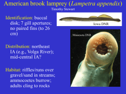 Species American Brook Lamprey