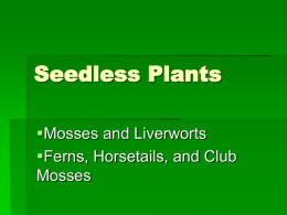 Seedless Plants - Biology Junction