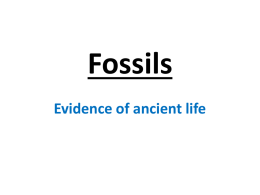 Fossils ppx