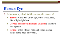 Human Eye A human eyeball is like a simple camera!