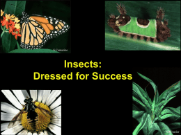 Insect Adaptations Power Point