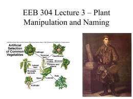 Botany 305 Lecture 3 – Plant Manipulation and Naming