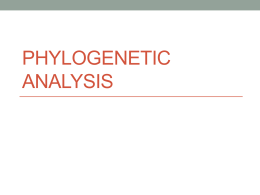 Phylogenetic analysis