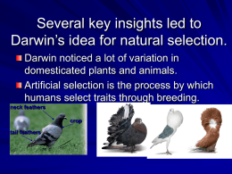 Several key insights led to Darwin’s idea for natural
