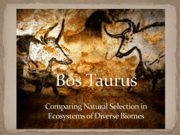 Bos Taurus - Texas Longhorn Conservancy