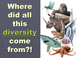 Why is life on Earth so diverse???