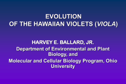 Hawaiian Violets - Ohio University