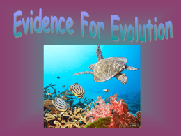 Fossils – Evidence?