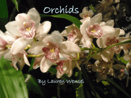 Orchids - Chicago High School for Agricultural Sciences