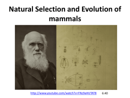 Natural Selection and Evolution of mammals