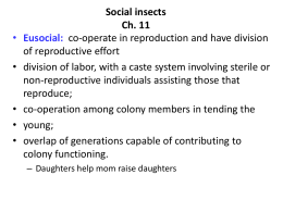 Social insects Ch. 11 Eusocial