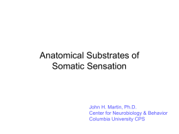 Anatomical Substrates of Somatic Sensation