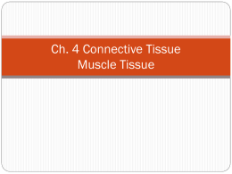 Smooth Muscle Tissue