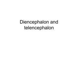 Diencephalon and telencephalon