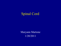 Lecture 2: The Spinal Cord