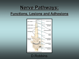 Spinal Nerve Pathways: Functions, Lesions and Adhesions