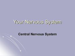 Central Nervous System CNS - College of Education Home