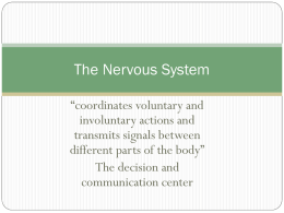 The Nervous System - AP Psychology-NWHS