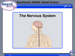 The Nervous System - Boardworks Education