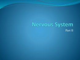Nervous System - Alamo Colleges