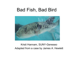 Bad Fish - Groch Biology