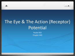 The Eye & The Action Potential