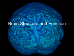 Basic Brain Structure and Function
