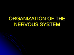 ANATOMICAL ORGANIZATION of the NERVOUS SYSTEM