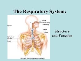 The Respiratory System: - Western Washington University
