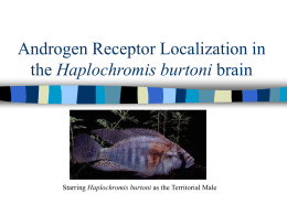 Androgen Receptor Localization in the Haplochromis burtoni